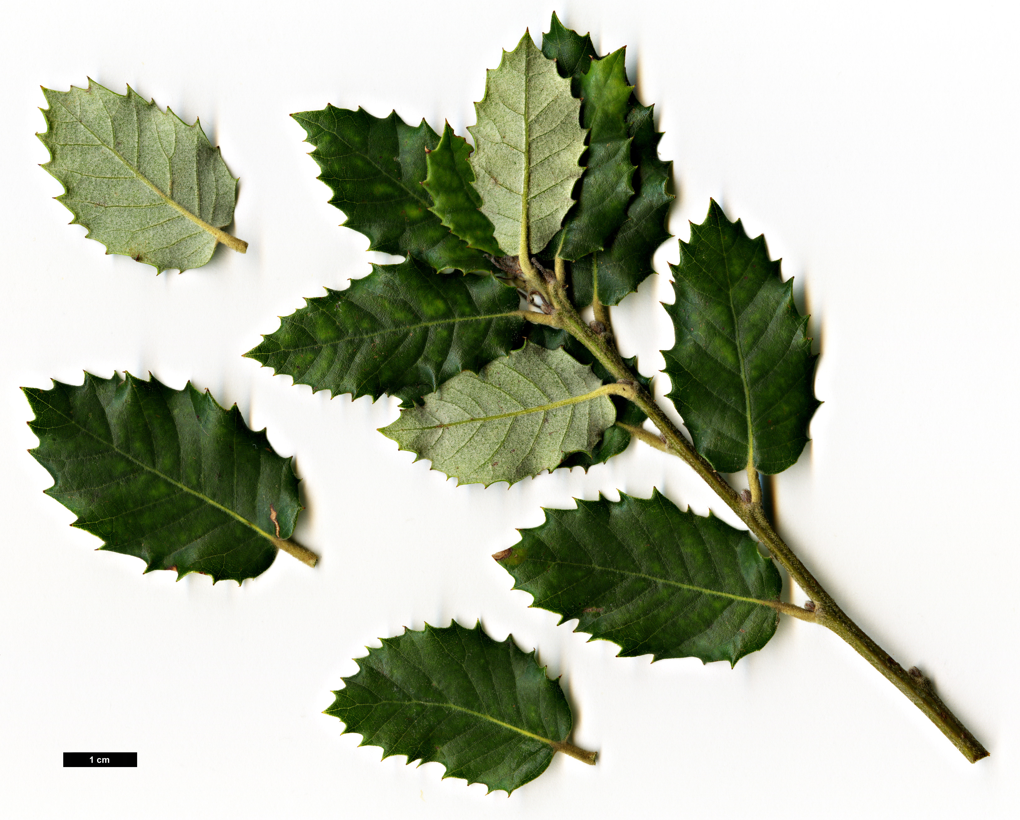 High resolution image: Family: Fagaceae - Genus: Quercus - Taxon: ×morisii (Q.ilex × Q.suber)